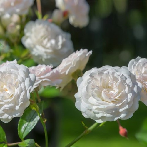 Róża okrywowa Sea Foam - sadzonka 1 szt.