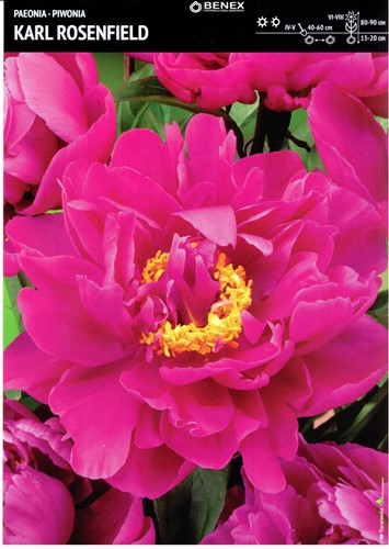 Piwonia Karl Rosenfield 1 szt.