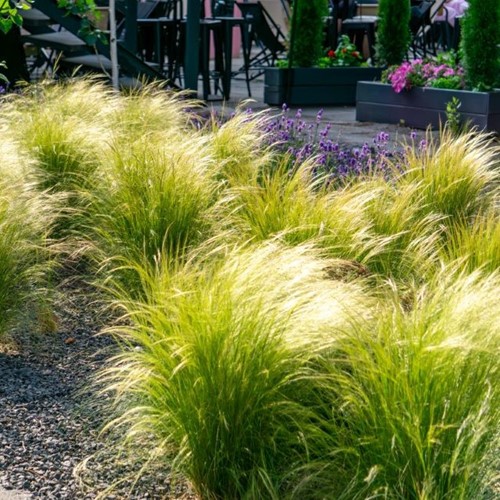 Ostnica mocna Pony Tails - sadzonka 1 szt.