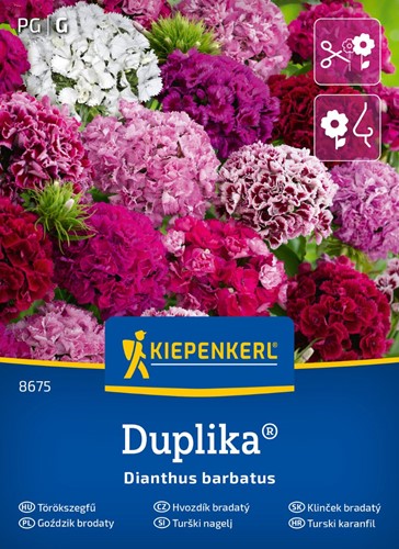 Goździk brodaty Duplika Mix