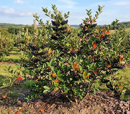 Aronia czarnoowocowa Galicjanka sadzonka 1 szt.
