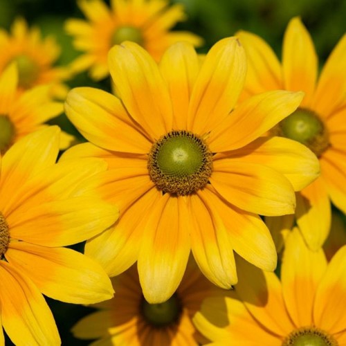 Rudbekia owłosiona Tiger Smileyz – sadzonka 1 szt.