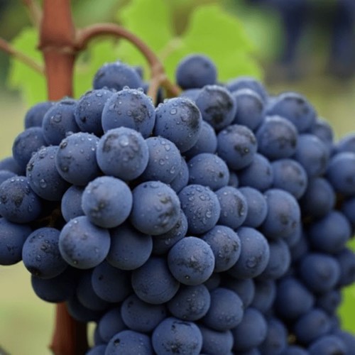 Winorośl Alden sadzonka 1 szt.