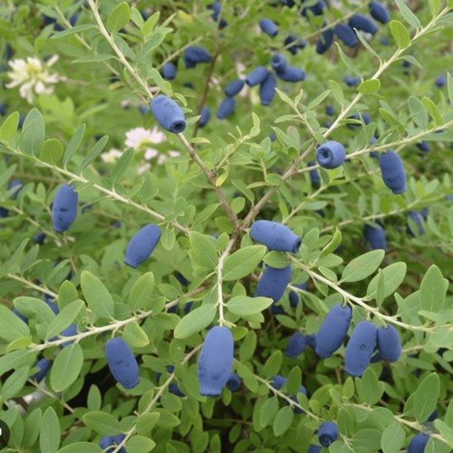 Jagoda kamczacka Indigo Gem sadzonka 1 szt.