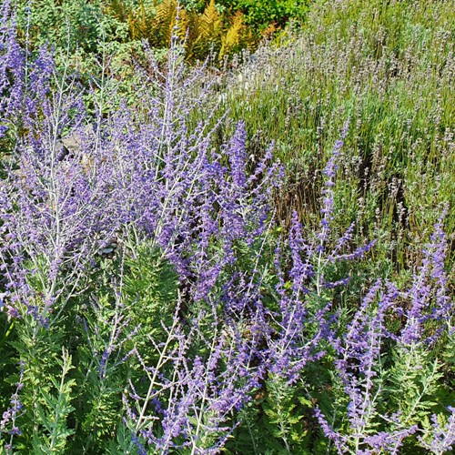 Perowskia Blue Spire - sadzonka 1 szt.