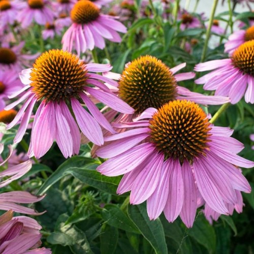 Jeżówka purpurowa - Echinacea Purpurea - sadzonka 1 szt.