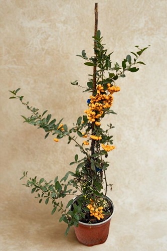 Ognik szkarłatny Orange Charmer - sadzonka 1 szt.