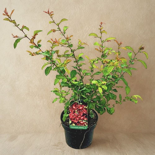 Pigwowiec japoński - Chaenomeles Japonica - sadzonka 1 szt.