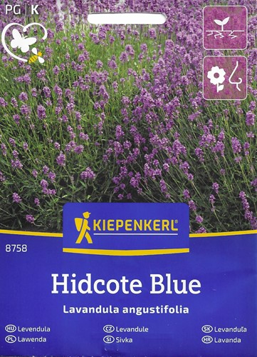 Lawenda wąskolistna ogrodowa Hidcote Blue - nasiona