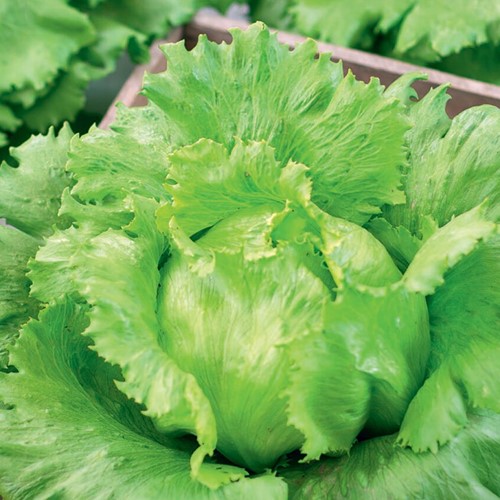 Sałata lodowa krucha Grandes Lagos - nasiona