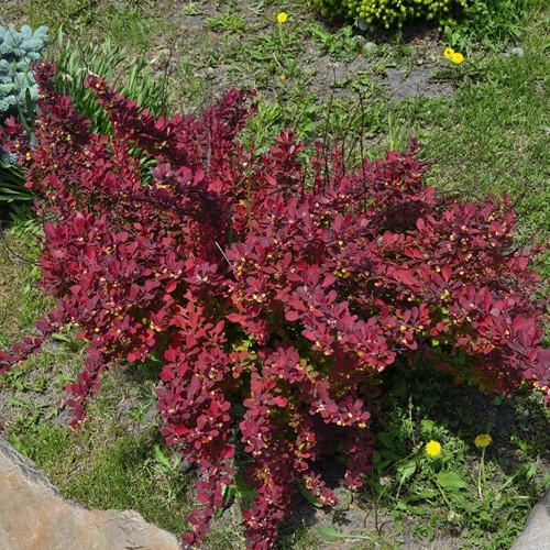 Berberys Thunberga Red Dream