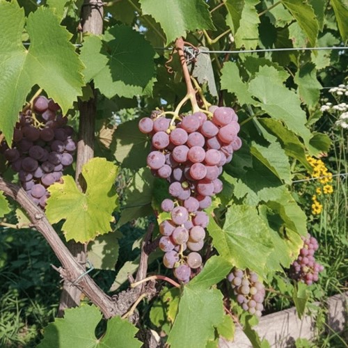 Winorośl Reliance sadzonka 1 szt.