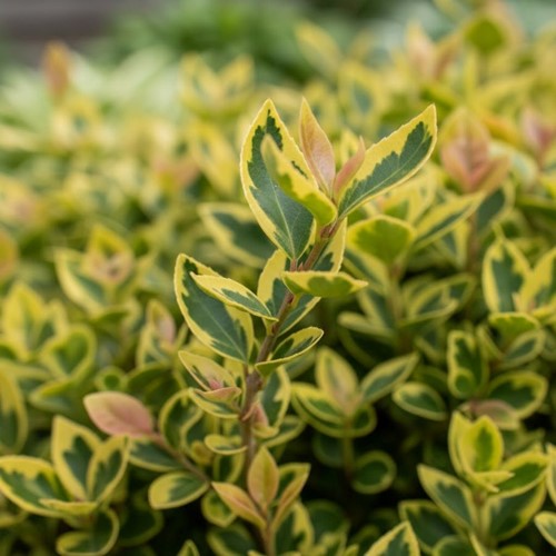 Trzmielina Fortune'a Emerald'n Gold sadzonka 1 szt.