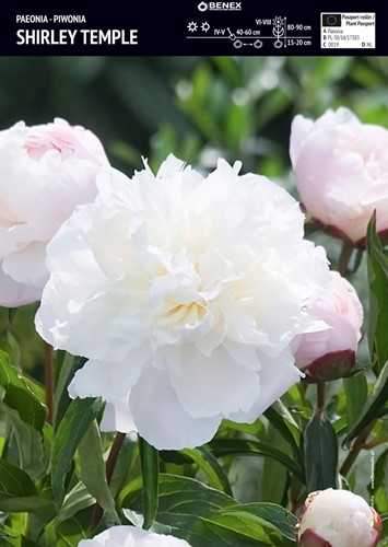 Piwonia Shirley Temple 1 szt.