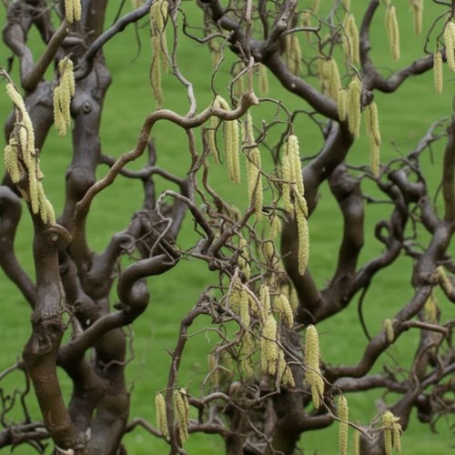 Leszczyna pospolita Contorta sadzonka 1 szt.