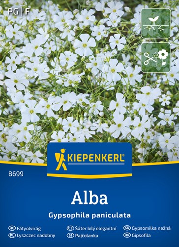 Gipsówka biała Alba - łyszczec wiechowaty - nasiona