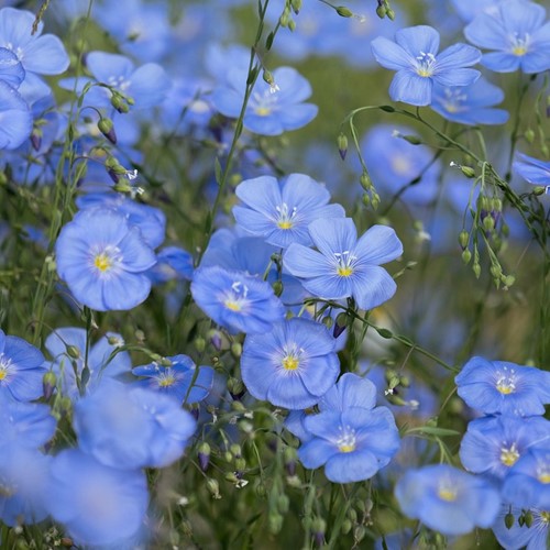 Len trwały niebieski 1 g