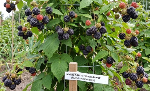 Malina czarna Black Jewel sadzonka 1 szt.
