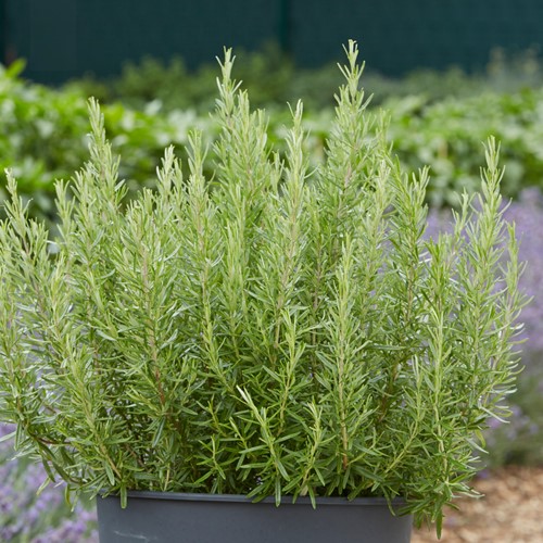 Rozmaryn lekarski wieloletni Mediterranea - nasiona