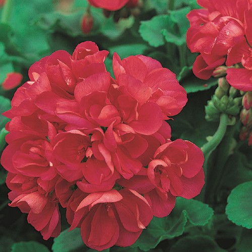 Pelargonia rabatowa czerwona Orbit Rot F1 - nasiona