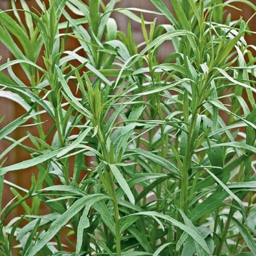 Estragon Dragon - Artemisia dracunculus - nasiona