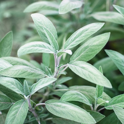 Szałwia lekarska - Salvia officinalis - nasiona