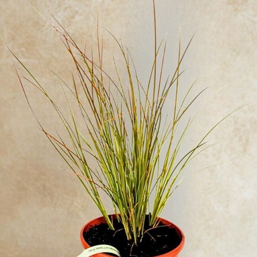 Turzyca Buchanana Red Rooster – sadzonka 1 szt.