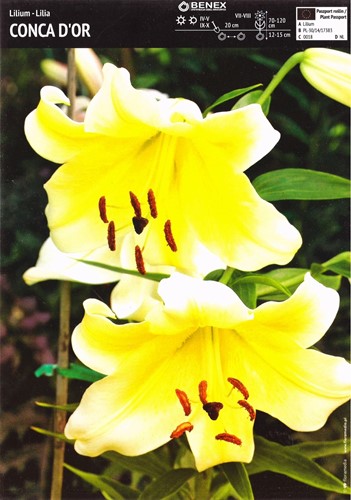 Lilia drzewiasta Conca D'or 1 szt.