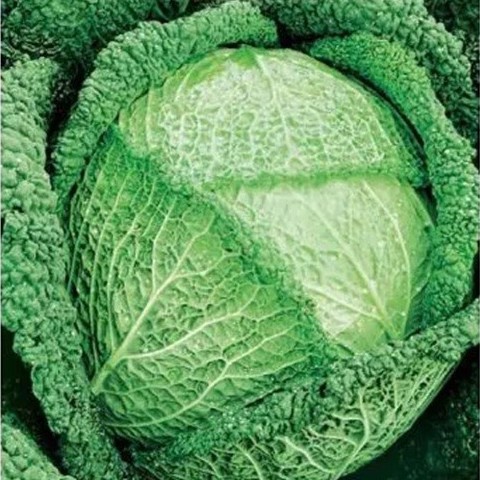 Kapusta włoska Vertus 2 - 2 g