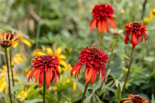 Jeżówka purpurowa Hot Papaya - sadzonka 1 szt.