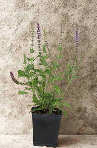 Szałwia omszona Caradonna – sadzonka 1 szt.