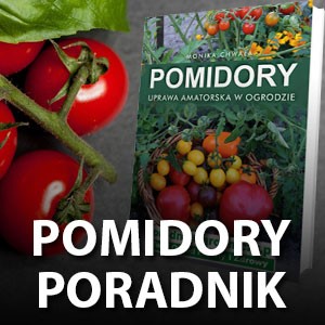 Pomidory Poradnik