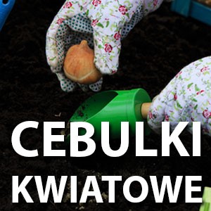 Cebulki Kwiatowe