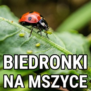 Biedronki Na Mszyce