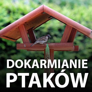 Dokarmianie ptaków