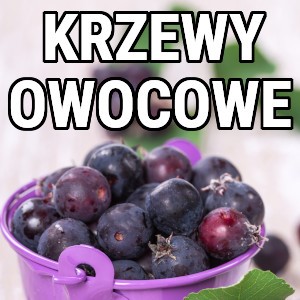 Krzewy Owocowe Sadzonki