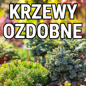 Krzewy Ozdobne Sadzonki