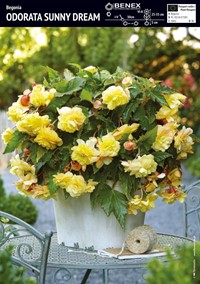 Begonia zwisająca pełna Odorata Sunny Dream 3 szt.