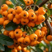 Ognik szkarłatny Orange Glow sadzonka 1 szt.