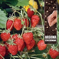 Poziomka Alexandria - nasiona otoczkowane