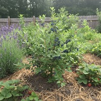 Jagoda kamczacka Aurora sadzonka 1 szt.