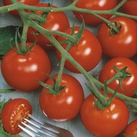 Pomidor koktajlowy Picolino F1 - odporny