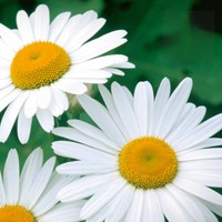 Jastrun, złocień wielki 'Alaska' - nasiona