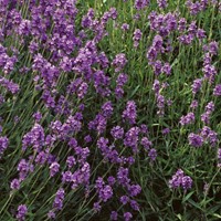 Lawenda wąskolistna ogrodowa Hidcote Blue - nasiona