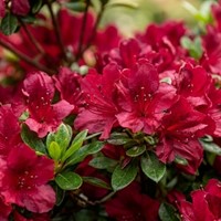 Azalia japońska Maruschka sadzonka 1 szt.