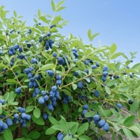 Jagoda kamczacka Aurora sadzonka 1 szt.