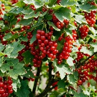 Porzeczka czerwona Jonkheer van Tets sadzonka 1 szt.