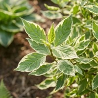 Dereń biały Elegantissima sadzonka 1 szt.