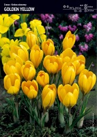 Krokus wielkokwiatowy Golden Yellow - 15 szt. - rozm. 7-8 cm