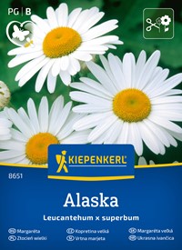 Jastrun, złocień wielki 'Alaska' - nasiona